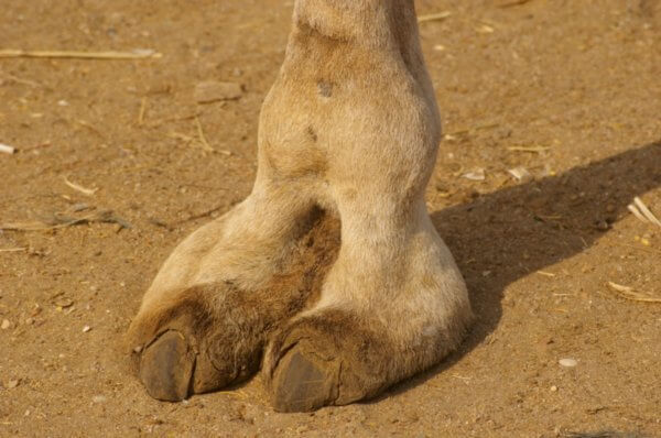3021046-This-is-what-a-camel-toe-really-looks-like-1